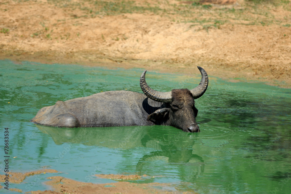 Fototapeta premium Water buffalo are bathing in a lake