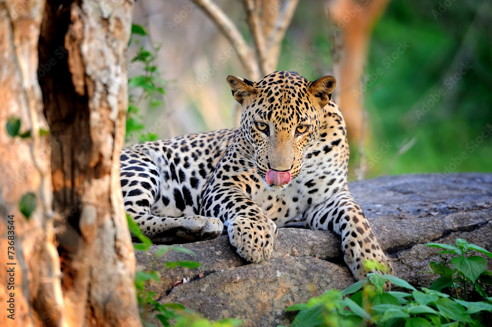 Leopard Leopard