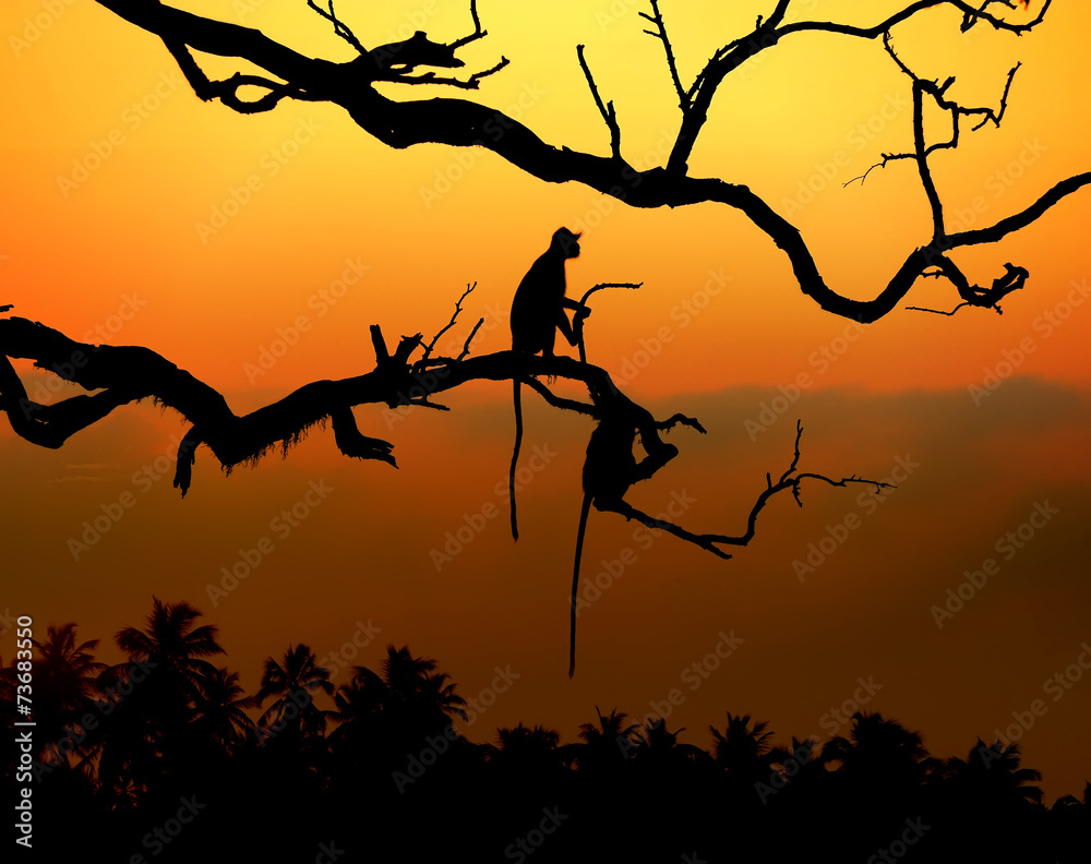 Obraz premium Silhouette of a monkey