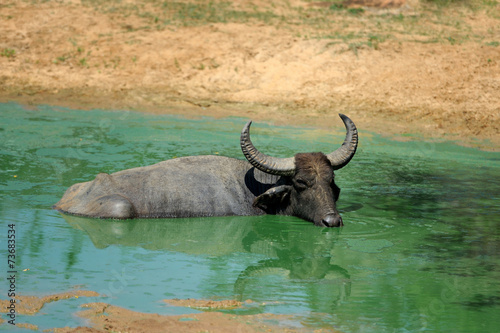 Water buffalo are bathing in a lake © byrdyak