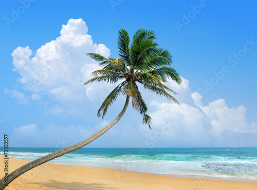 Fototapeta Naklejka Na Ścianę i Meble -  Palm and beach
