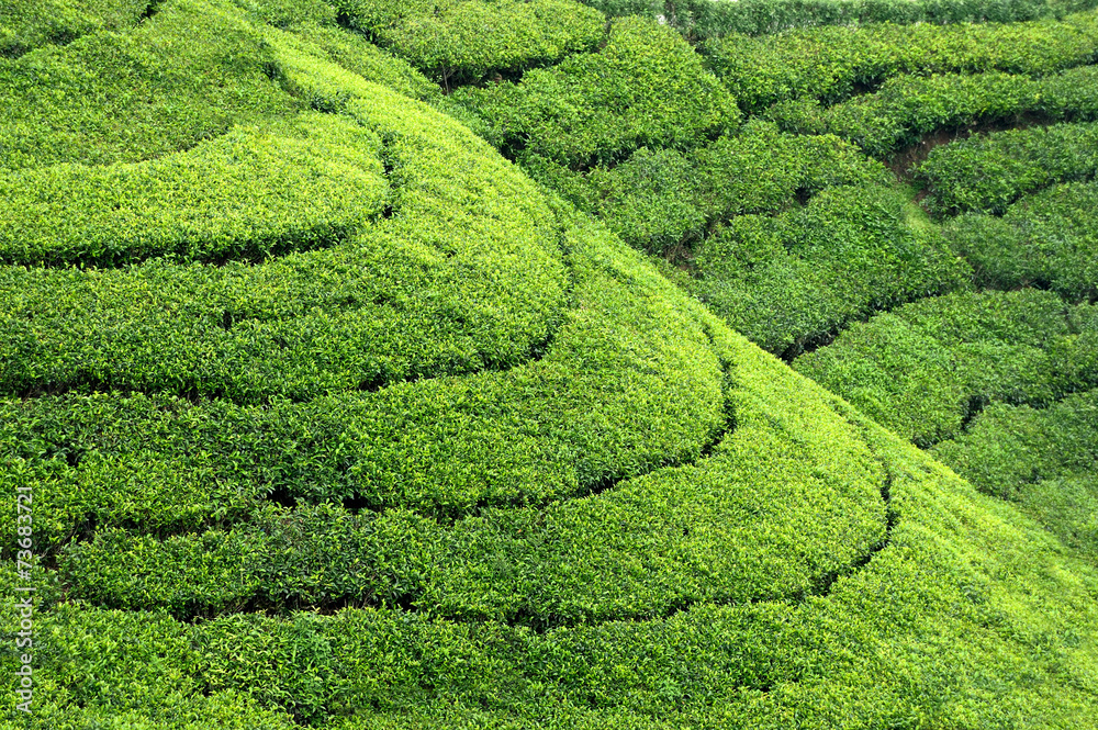 Tea plantation highlands Tea plantation highlands