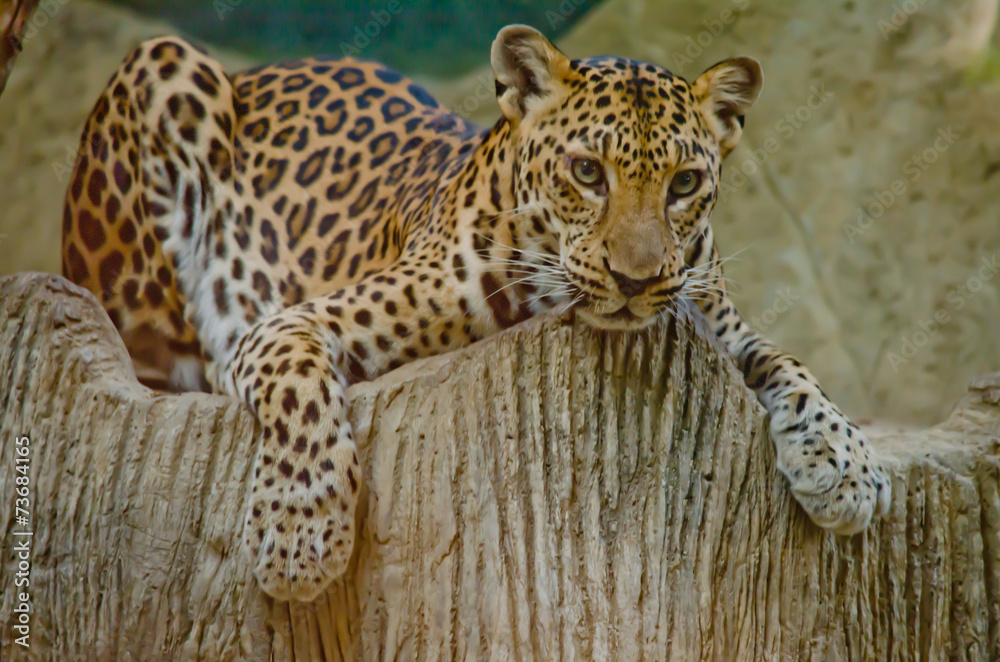 Naklejka premium leopard