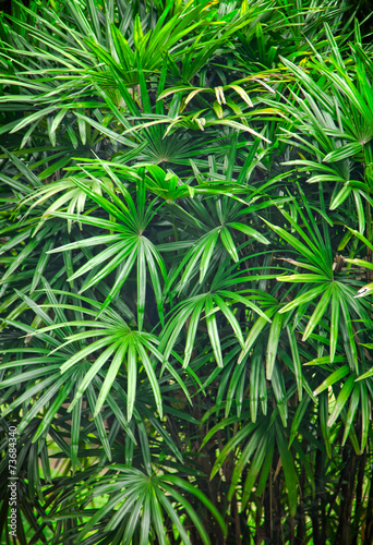 Tropical Asian rain forest leaves background