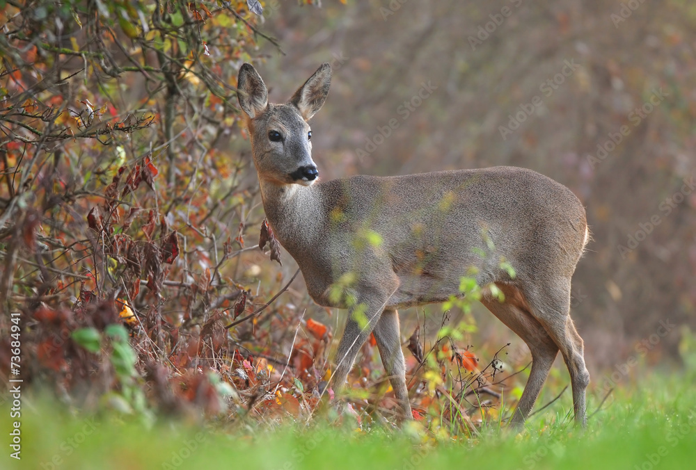 Fototapeta premium Roe deer