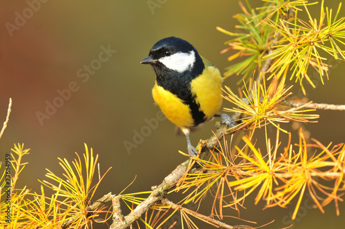 Great tit standing on a branch of larch tree #73684959