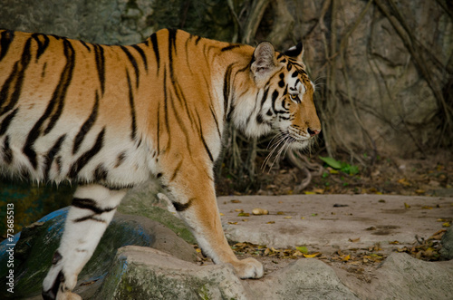 indochinese tiger