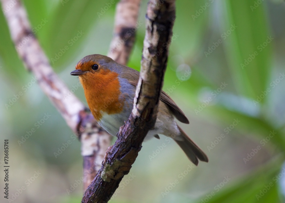 Fototapeta premium Robin Red Breast