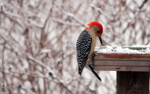 Red bellied woodpecker winter photo