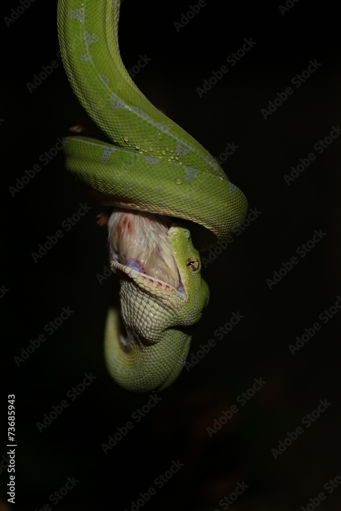 Fototapeta premium Morelia viridis