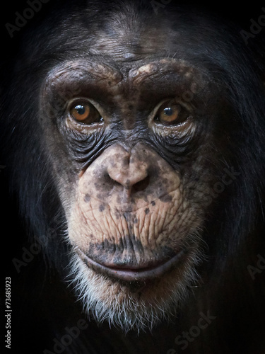 Fotobehang Common Chimpanzee (Pan troglodytes)