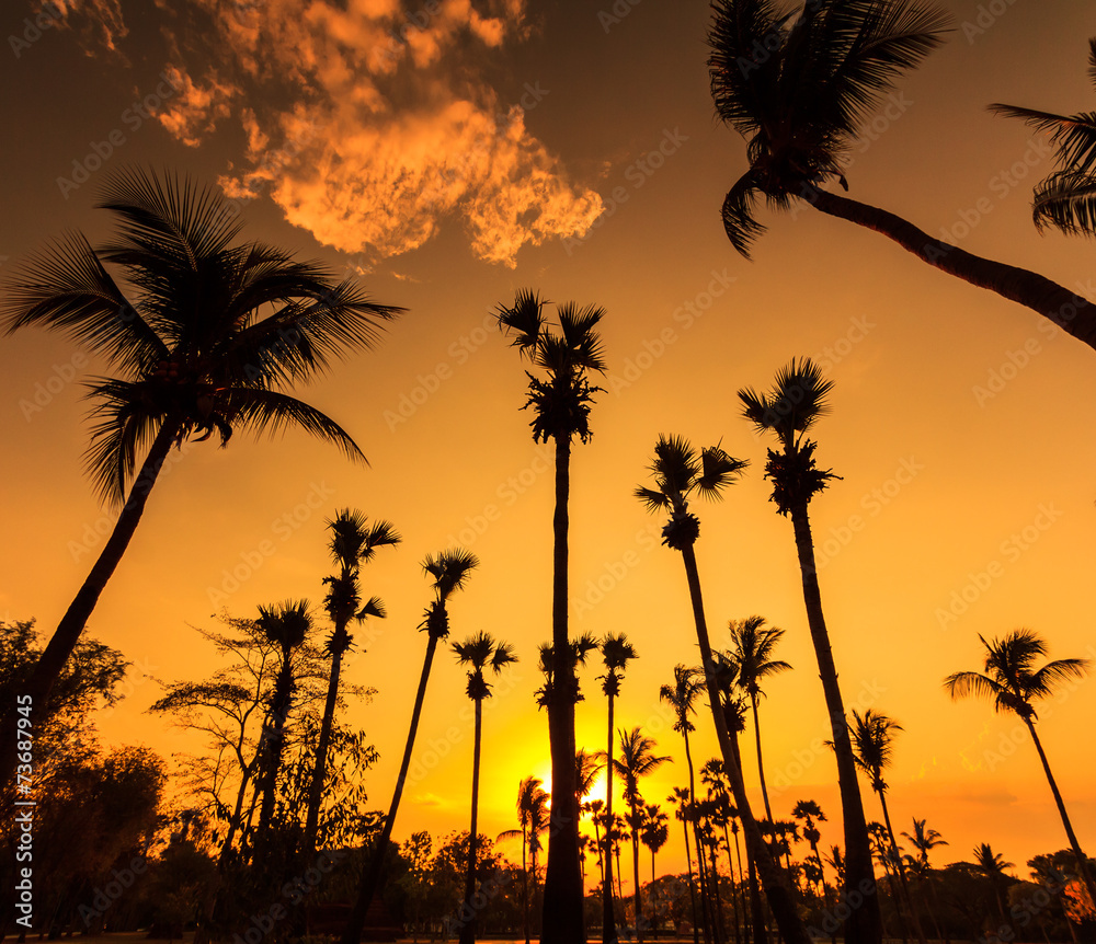 Silhouettes of coconut trees