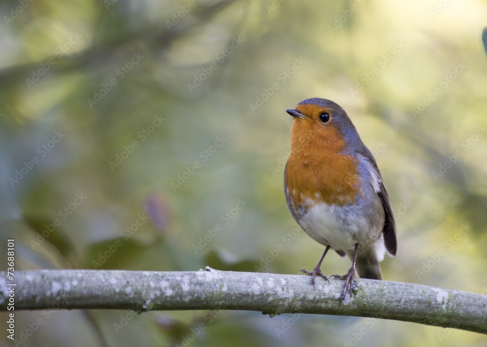 Robin Red Breast Robin Red Breast