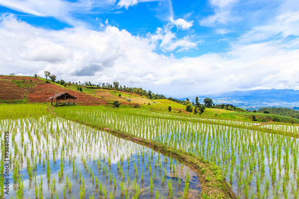 Step rice field at Pa Pong Peang in Chiangmai province, Thailand Step rice field at Pa Pong Peang in Chiangmai province, Thailand
