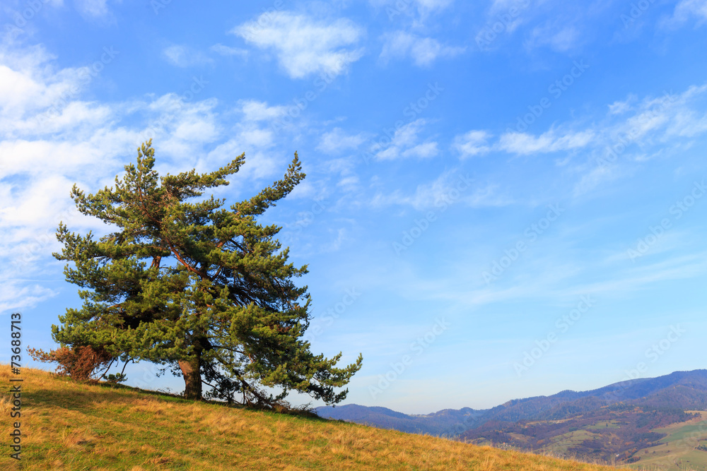 Fototapeta premium Lonely tree in the mountains