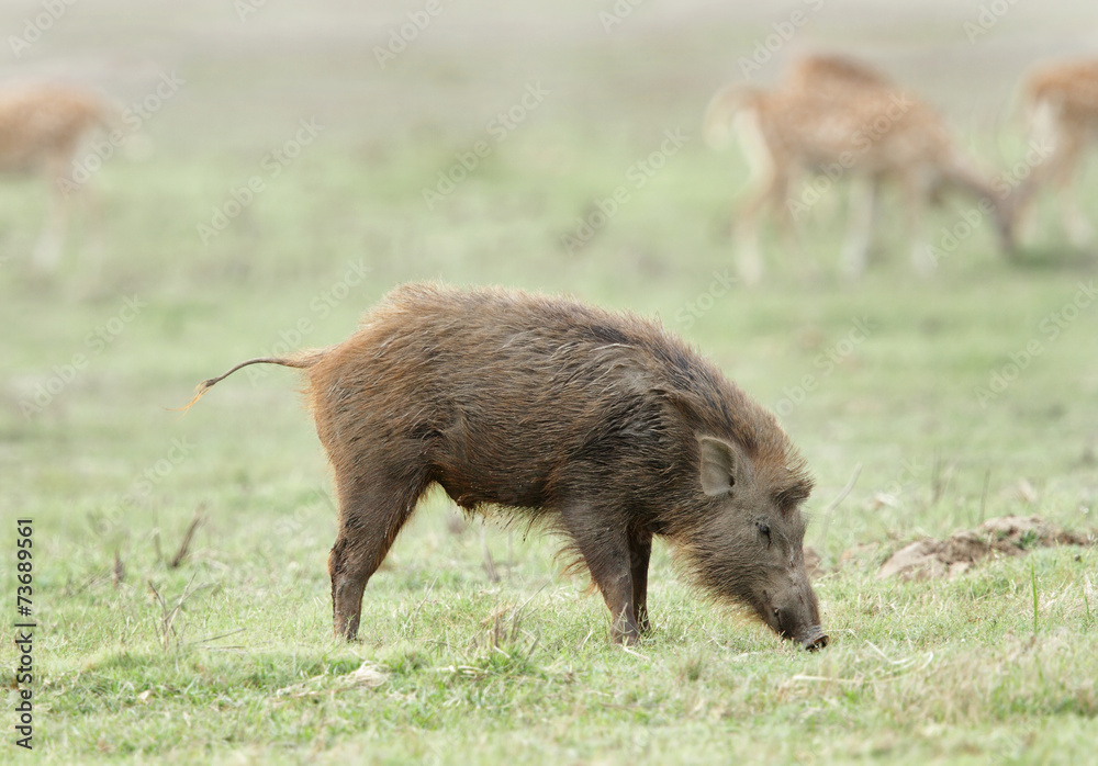Wild boar searching food in the grassland of Dhikala Wild boar searching food in the grassland of Dhikala