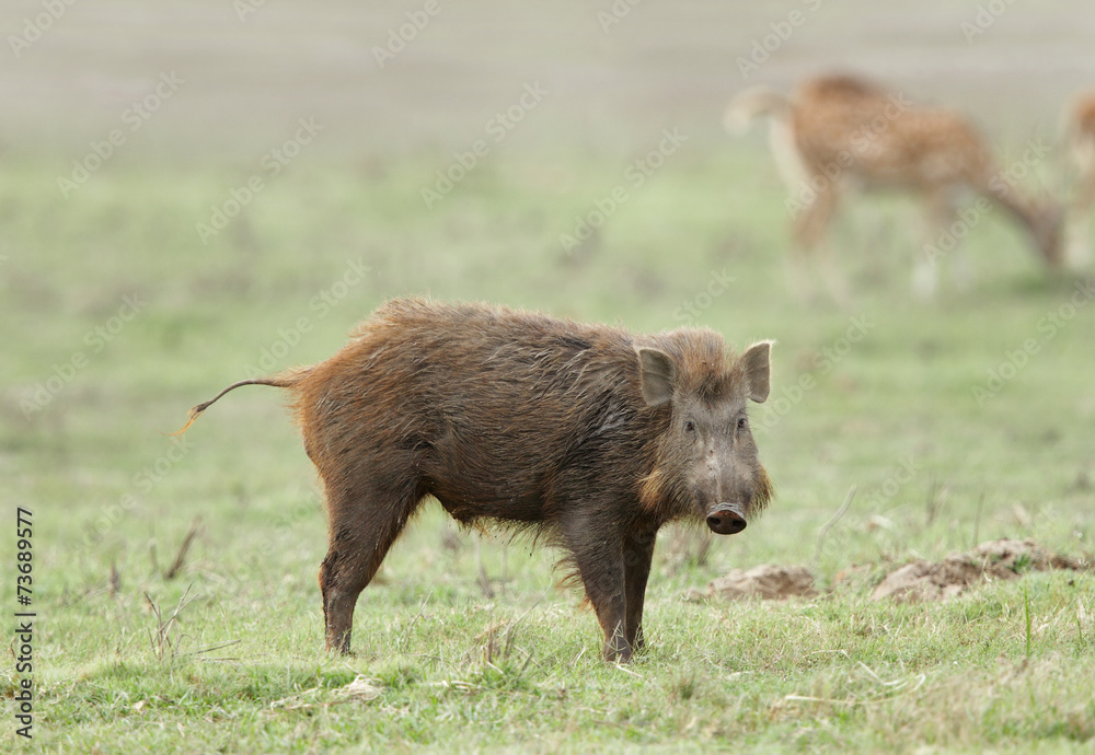 Fototapeta premium A wild boar looking towards camera