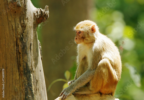Rehsus Macaque sitting on anthill photo