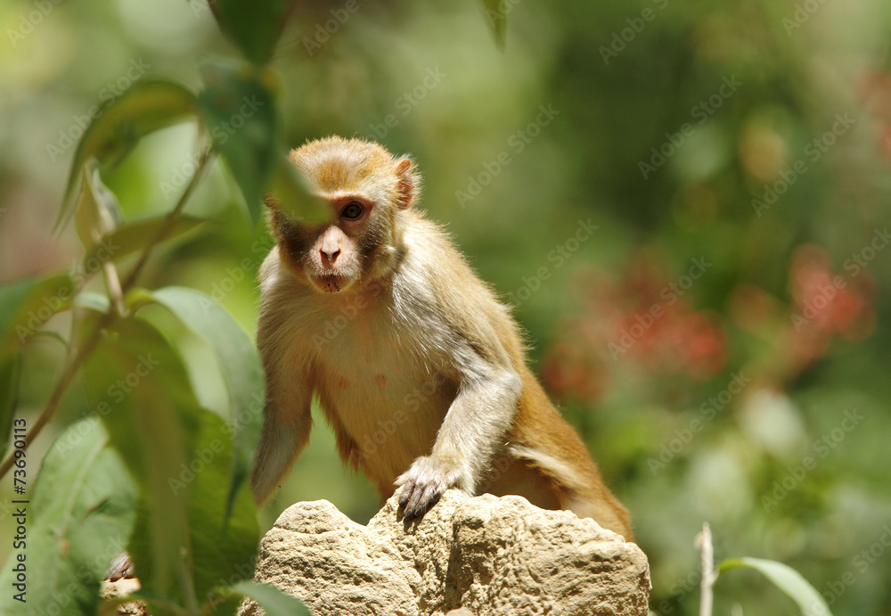 Rehsus Macaque peeping from the leaves