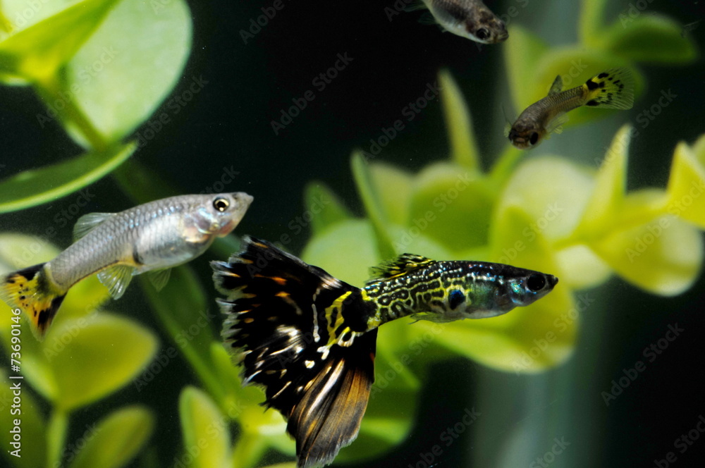 Fototapeta premium Guppy Multi Colored Fish