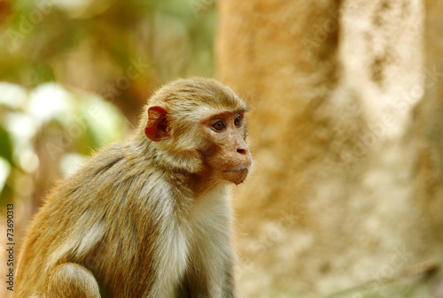 Closeup of Rehsus Macaque © Dr Ajay Kumar Singh