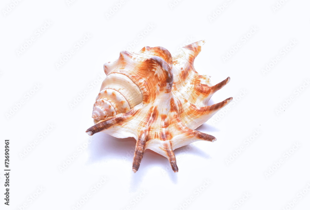 Seashell isolated on white background