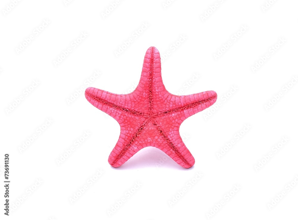 Red Starfish on white background Red Starfish on white background