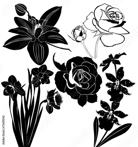 Fototapeta Naklejka Na Ścianę i Meble -  flowers