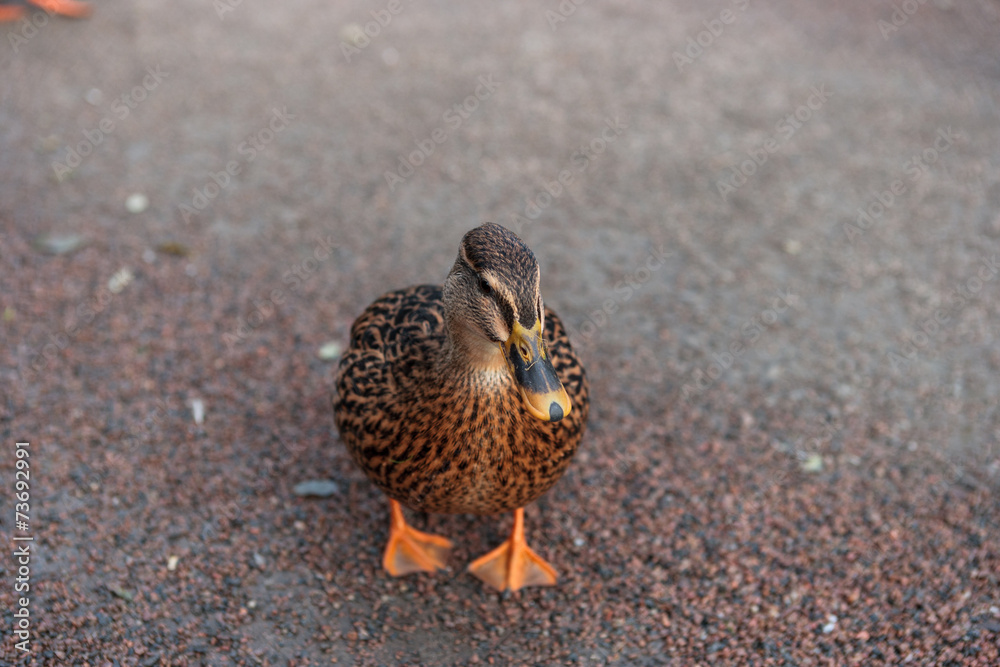 Profile of a Duck Posing in Lund Stadspark Profile of a Duck Posing in Lund Stadspark