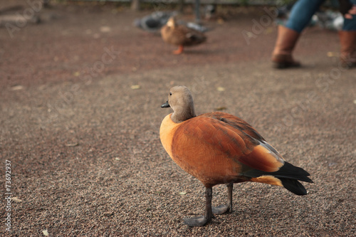 Ruddy shelduck in lunds stadspark photo