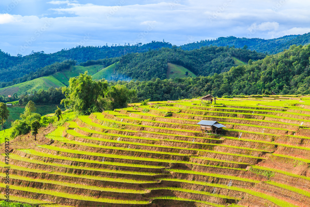 Rice field at Pa Pong Peang in Chiangmai province of Thailand