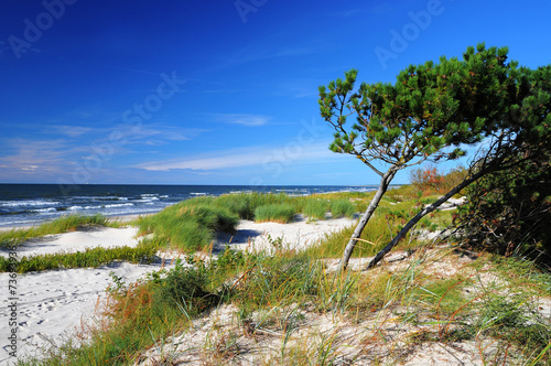 Sunny beach of the Baltic sea #73693936