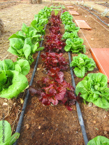Fotografie oak leaf and romaine lettuces with drip irrigation