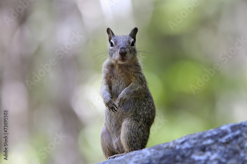 écureuil à Yosemite © fannyes