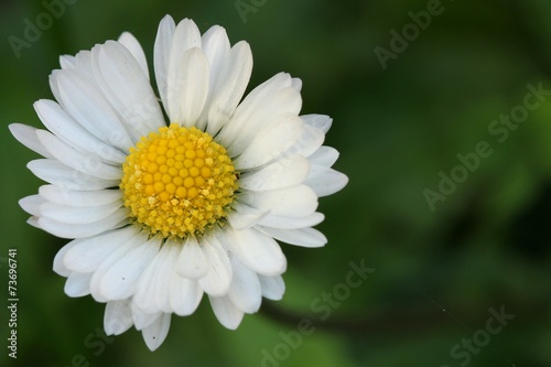 Daisy - Closeup
