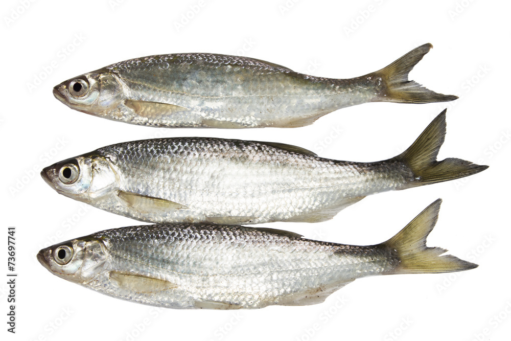 Fresh raw sardines on white background Fresh raw sardines on white background