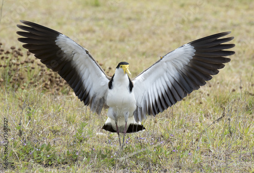 Urunga NSW, spur winged plover © 169169