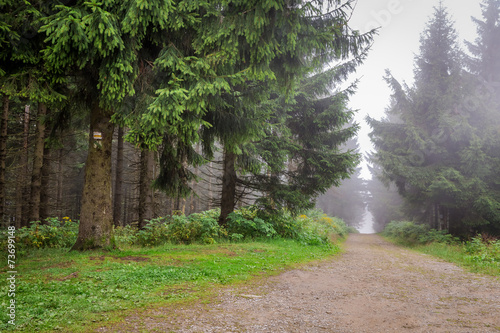 Misty mountain trail in the forest