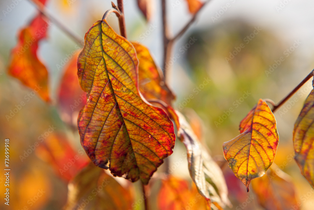 Obraz premium Leaves