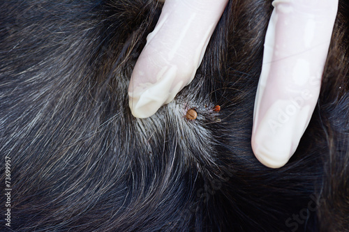 closeup of red  ticks on black dog fur photo