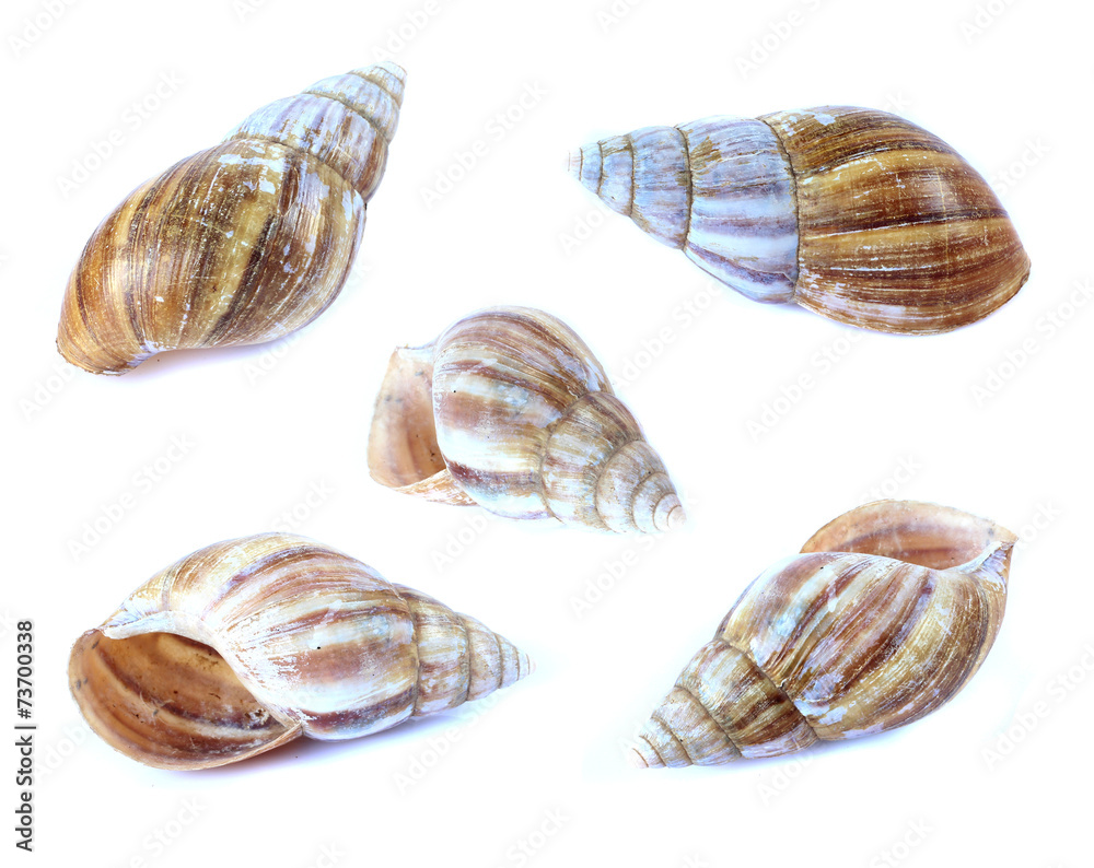 Shellfish set isolate on a white background Shellfish set isolate on a white background