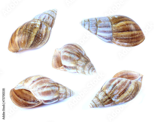 Shellfish set isolate on a white background