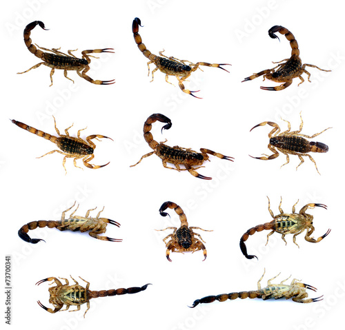 Scorpion set isolate on a white background