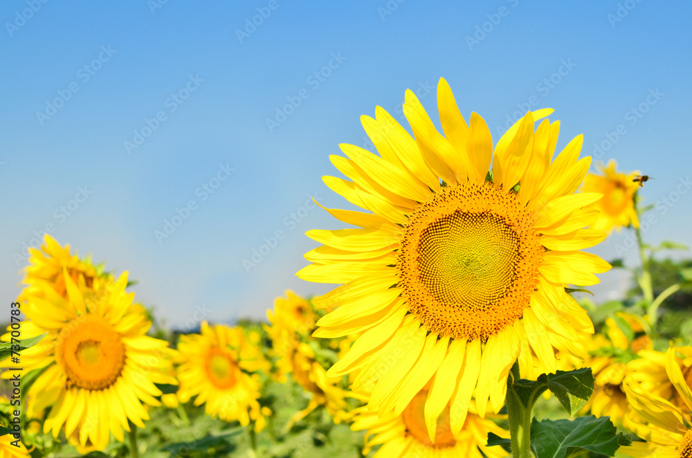 Fototapeta premium sun flower