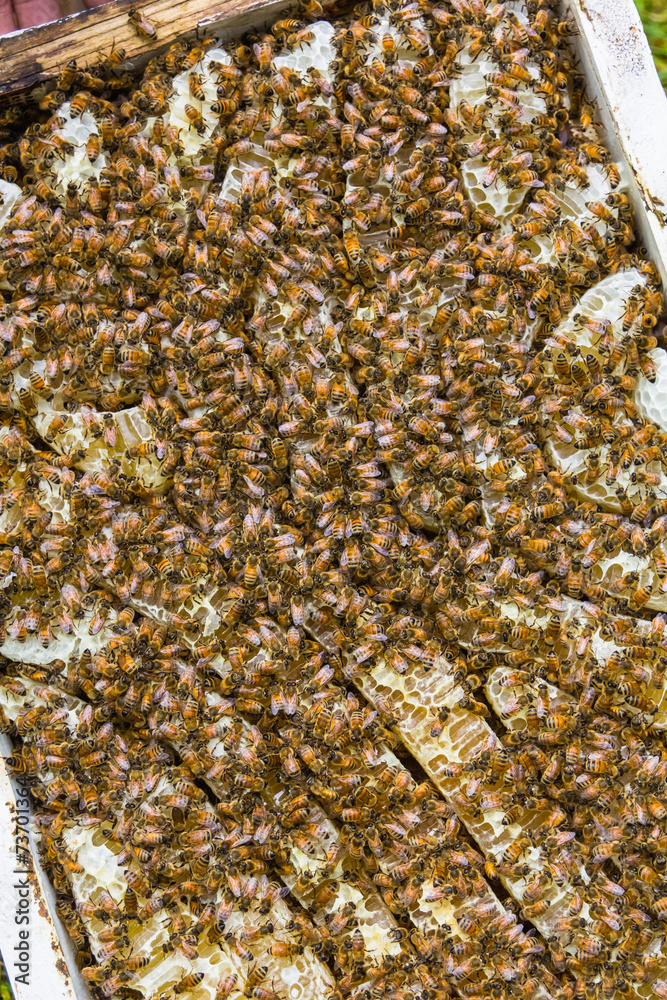 Extraction of honey from beehives Extraction of honey from beehives