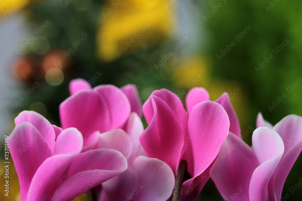 Fototapeta premium シクラメン