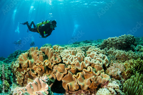 Fototapeta Naklejka Na Ścianę i Meble -  Divers and mushroom leather corals in Banda,Indonesia underwater