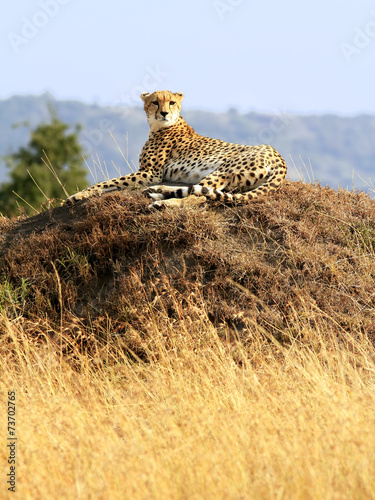 Cheetah on the Masai Mara in Africa