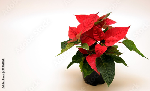 Poinsettia Flower frame