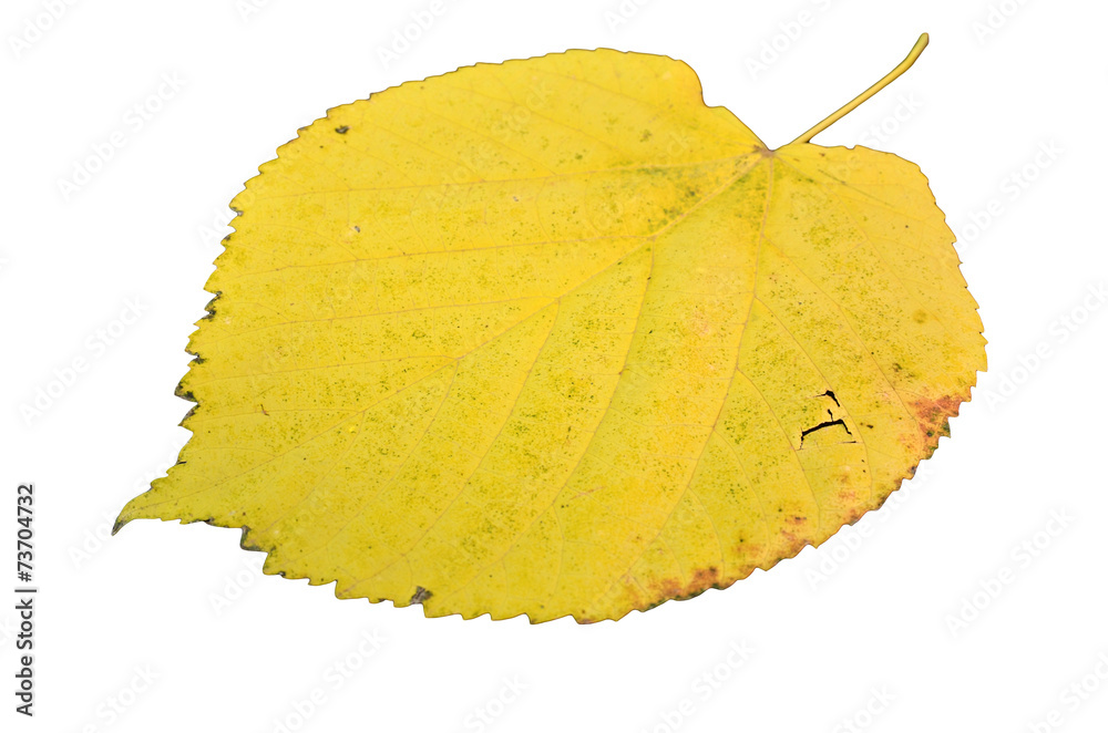 Naklejka premium poplar autumn yellow green leaf isolated